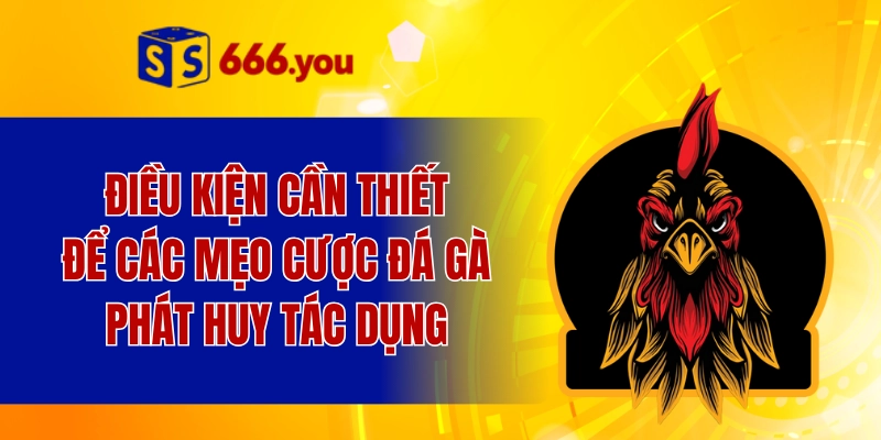 Điều kiện cần thiết để các mẹo cược đá gà phát huy tác dụng